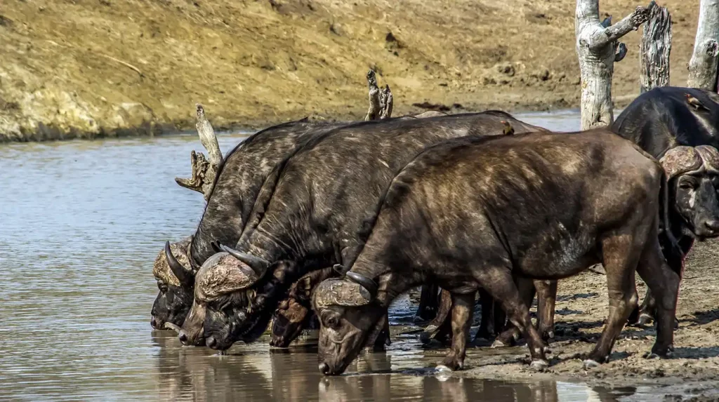 chasse Mozambique buffle