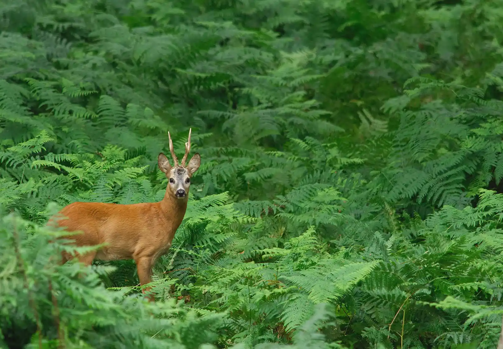 chasse chevreuil en France