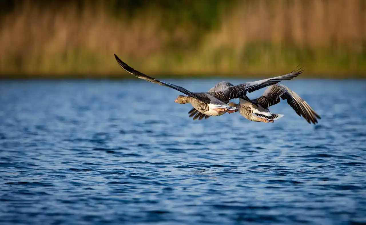 chasse gibier eau Roumanie