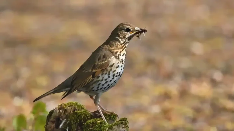 Chasse de la grive musicienne en France