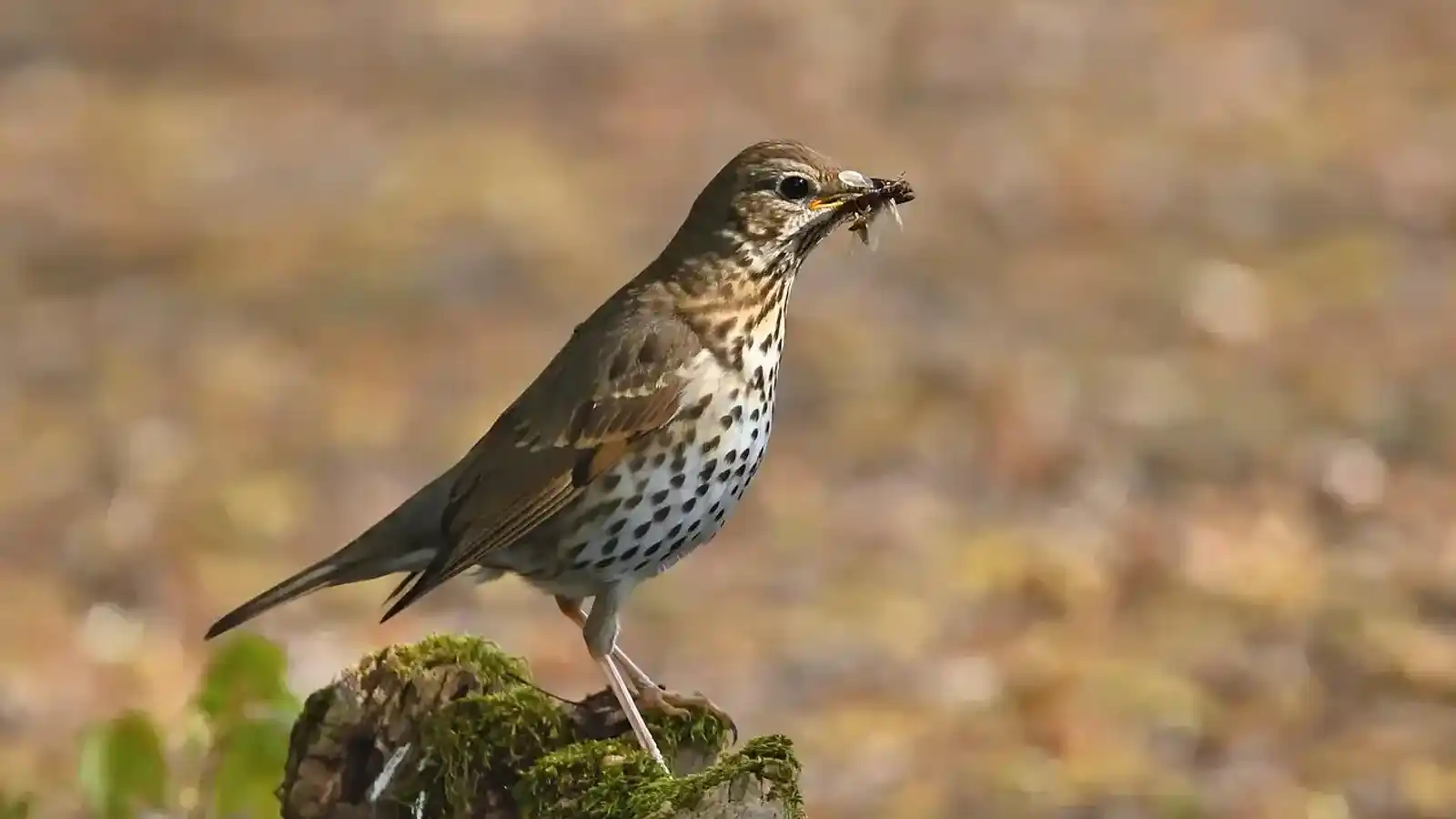 Chasse de la grive musicienne en France