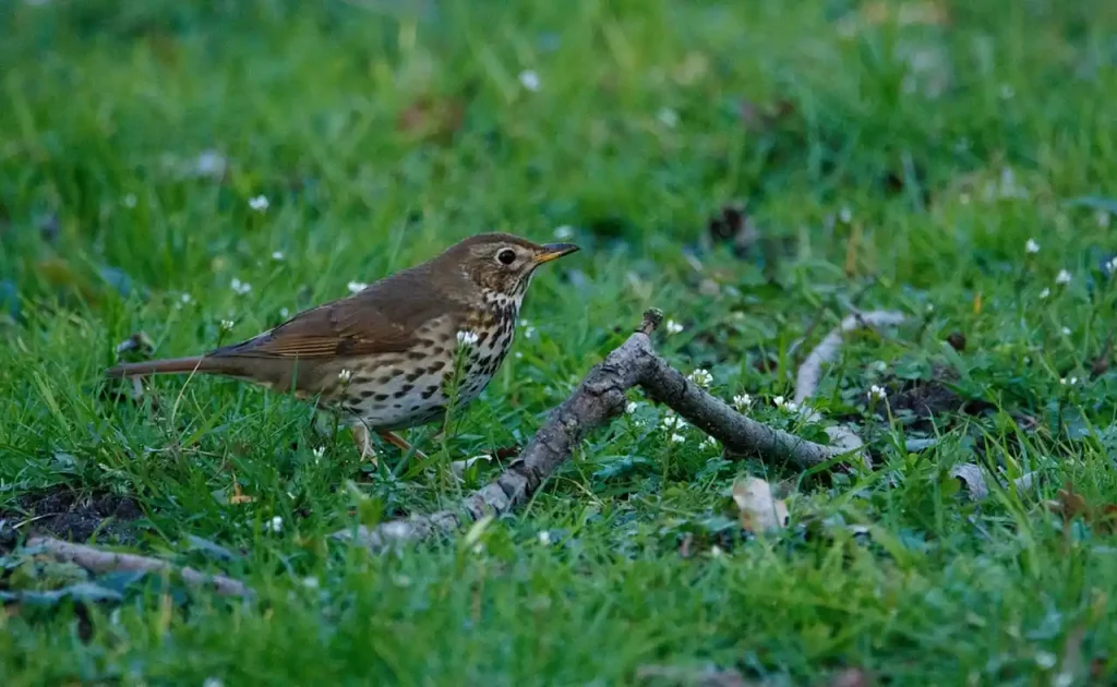 chasse grives en France