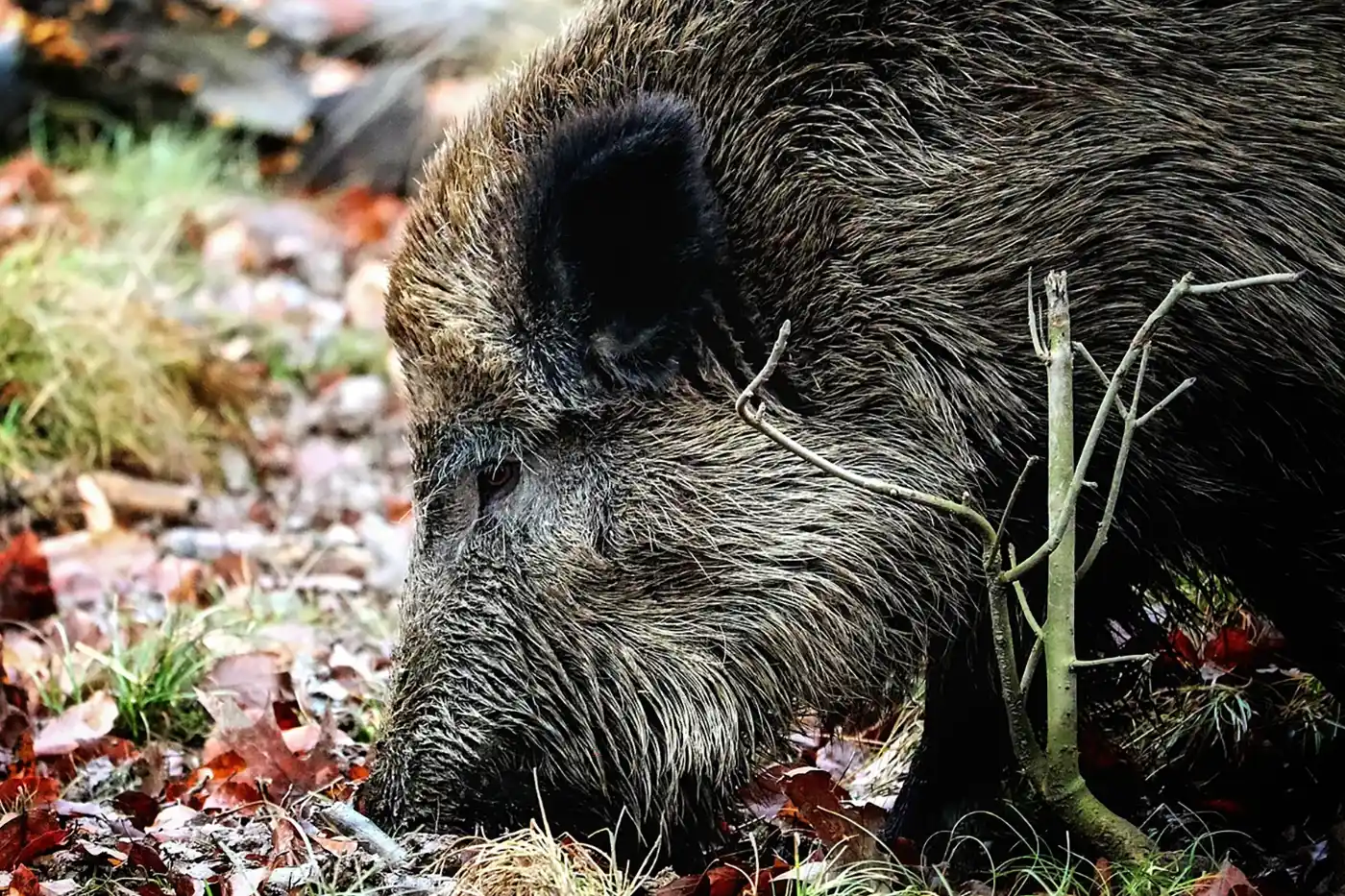 dégâts de sangliers en France