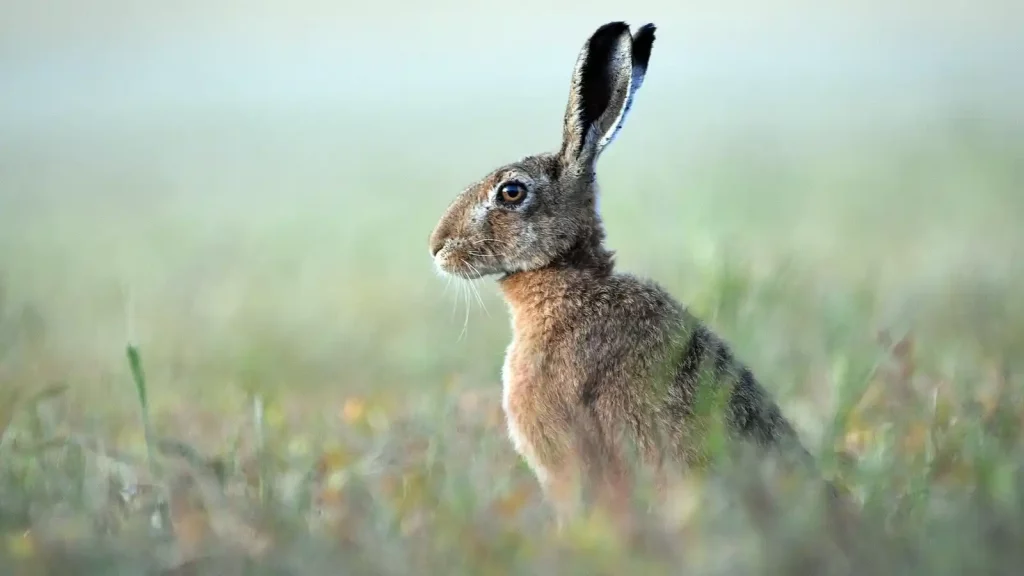 lièvre commun chasse France