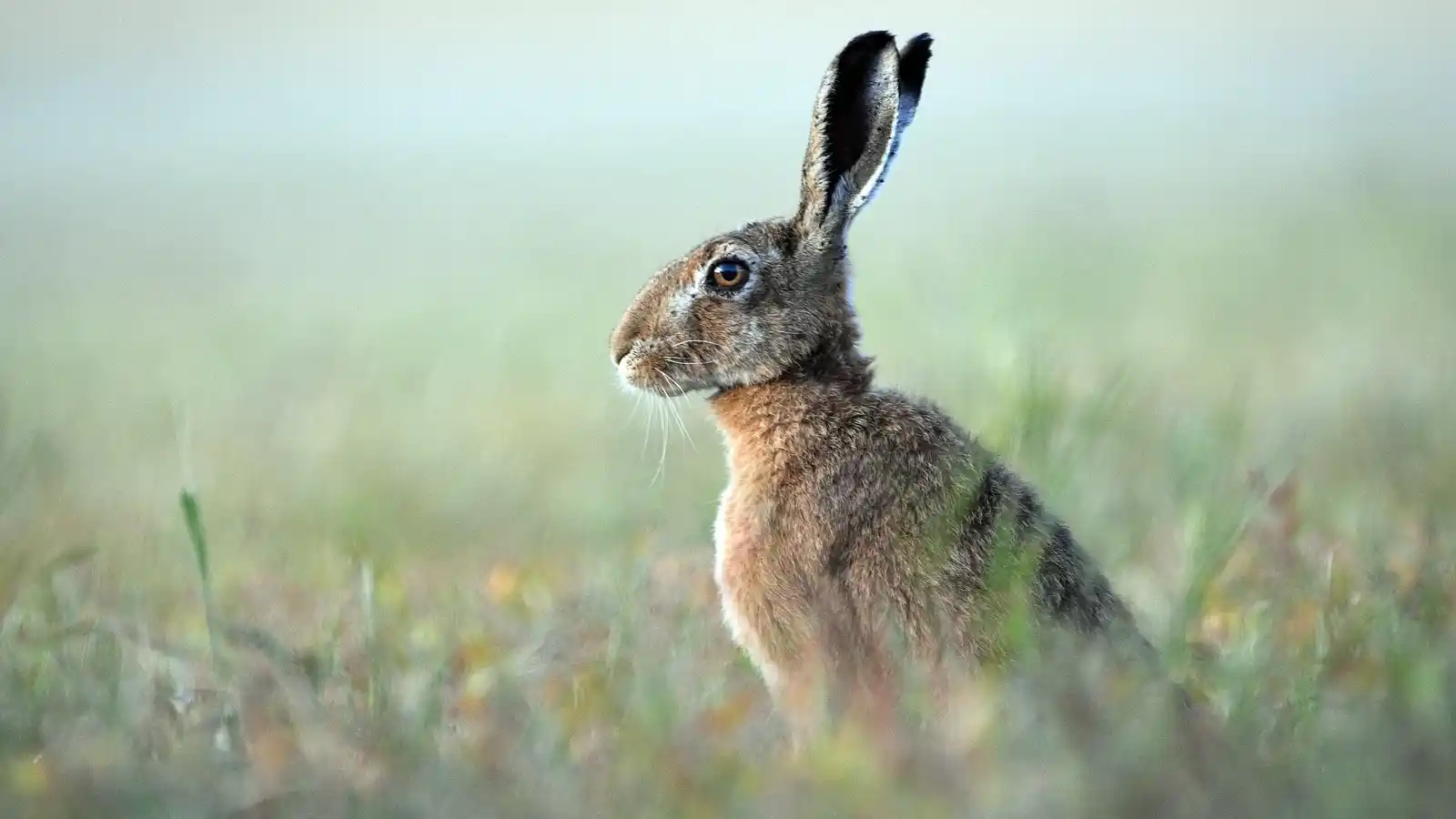 lièvre commun chasse France