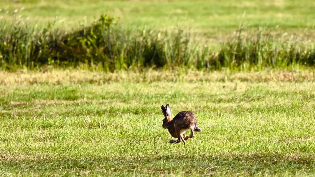pourquoi le lièvre court en zigzag