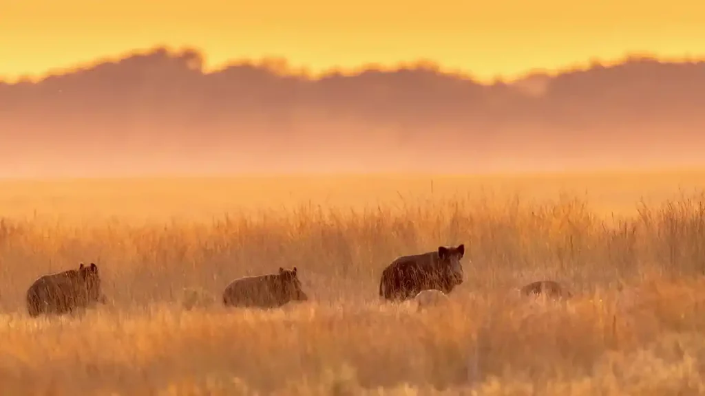 Le sanglier face à la maladie d’Aujeszky