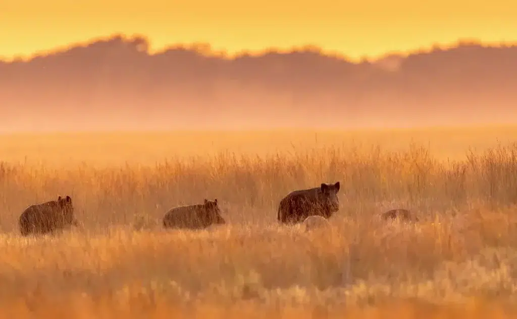 Le sanglier face à la maladie d’Aujeszky