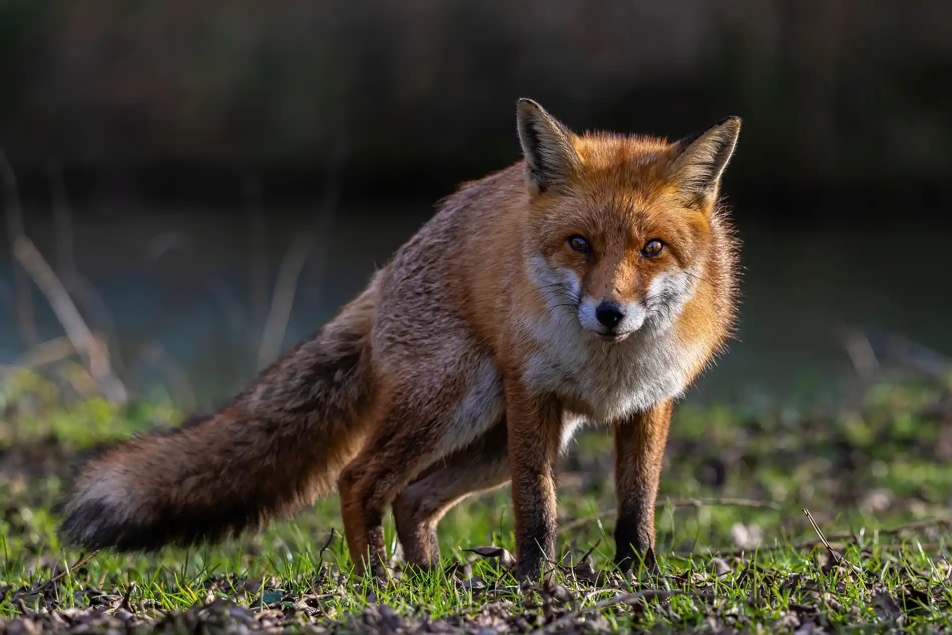 La renard peut être vecteur de maladies animales dans la faune sauvage