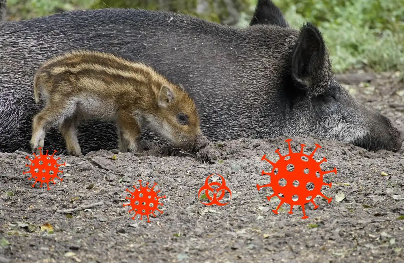 maladies sanglier France