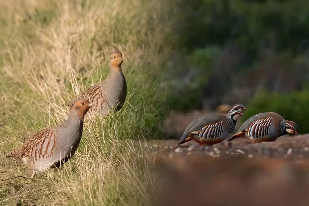 perdrix rouge et perdrix grise : gibiers emblématiques