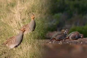 perdrix rouge et perdrix grise : gibiers emblématiques