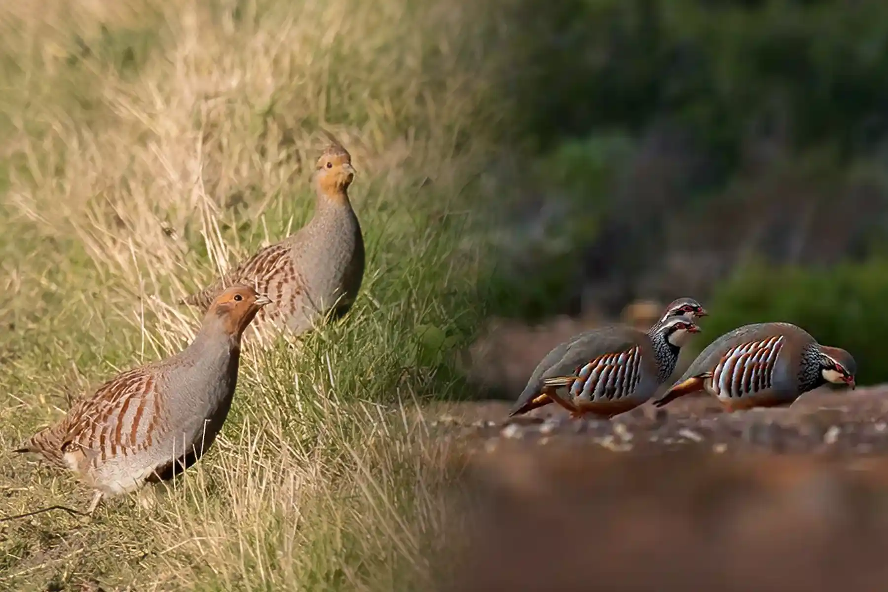 perdrix rouge et perdrix grise : gibiers emblématiques