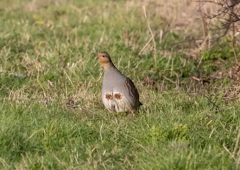 déclin petit gibier en France