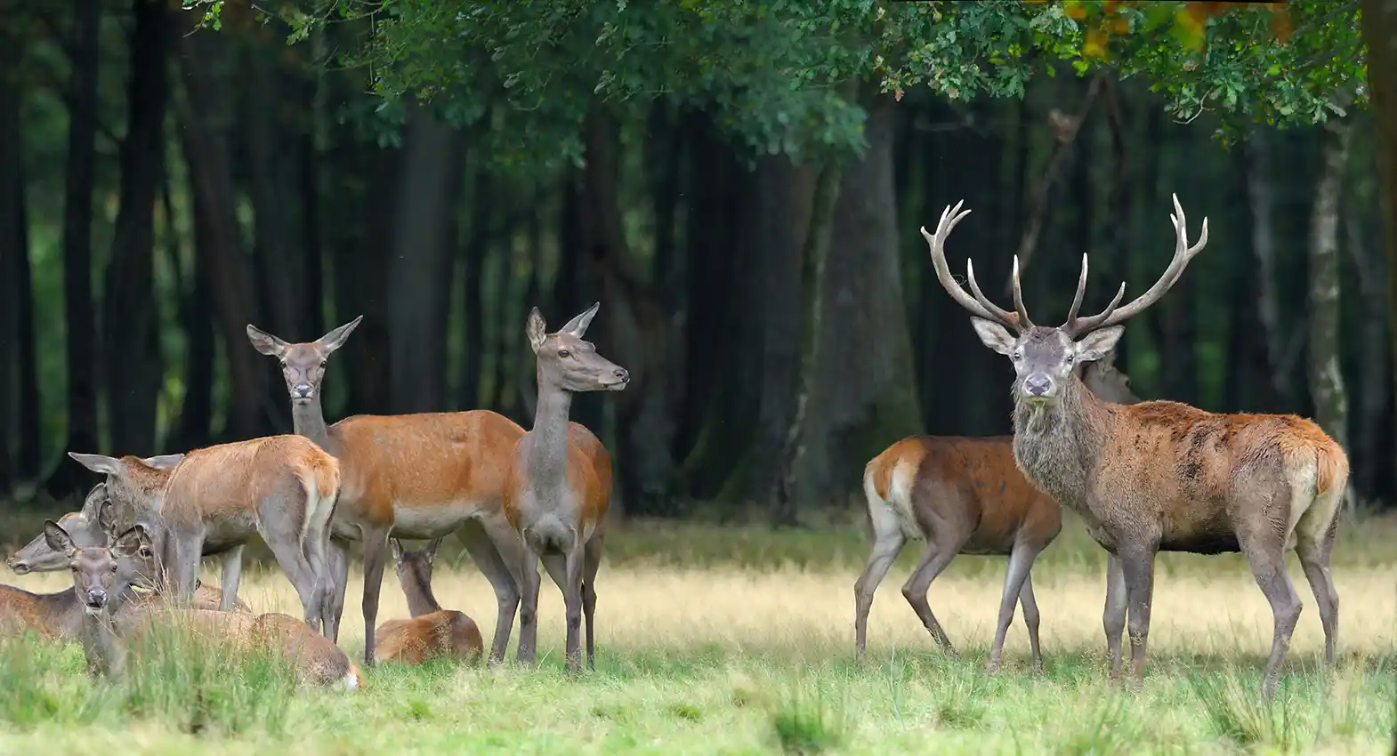 population cervidés France