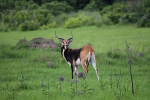 safari chasse en Zambie : Lechwe noir