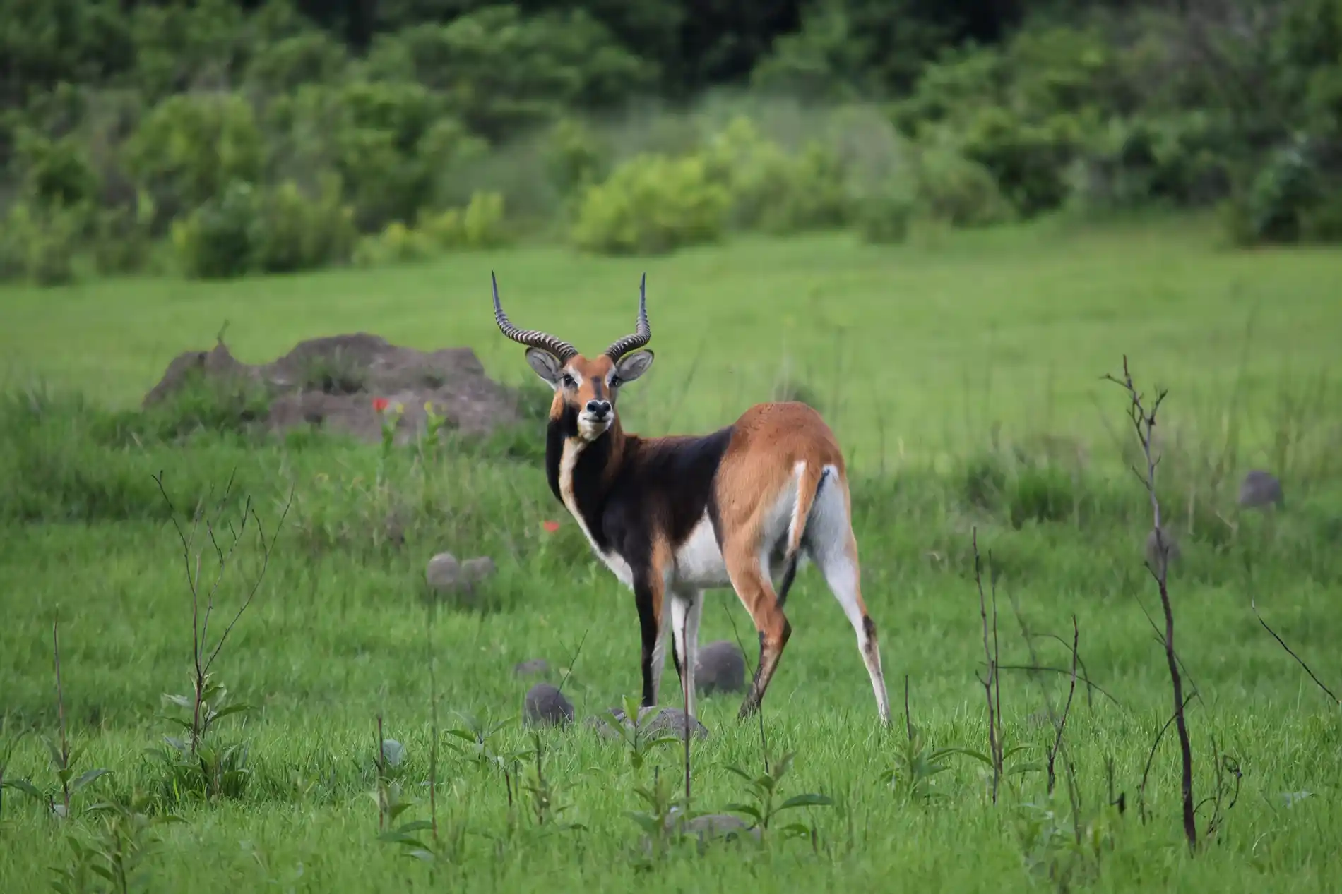 safari chasse en Zambie : Lechwe noir