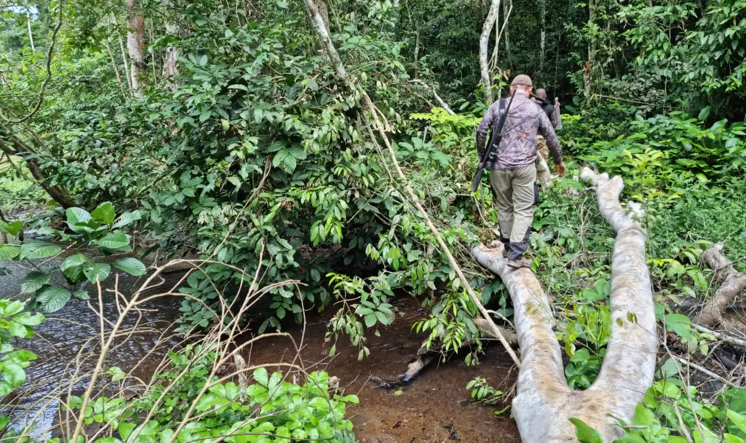 Chasse foret Cameroun