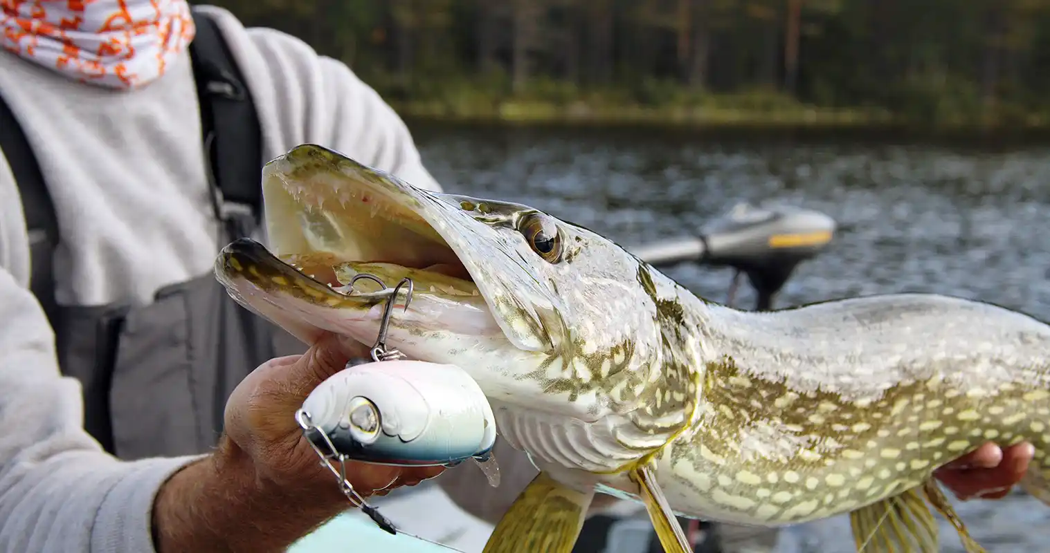 pêche brochet leurre surface