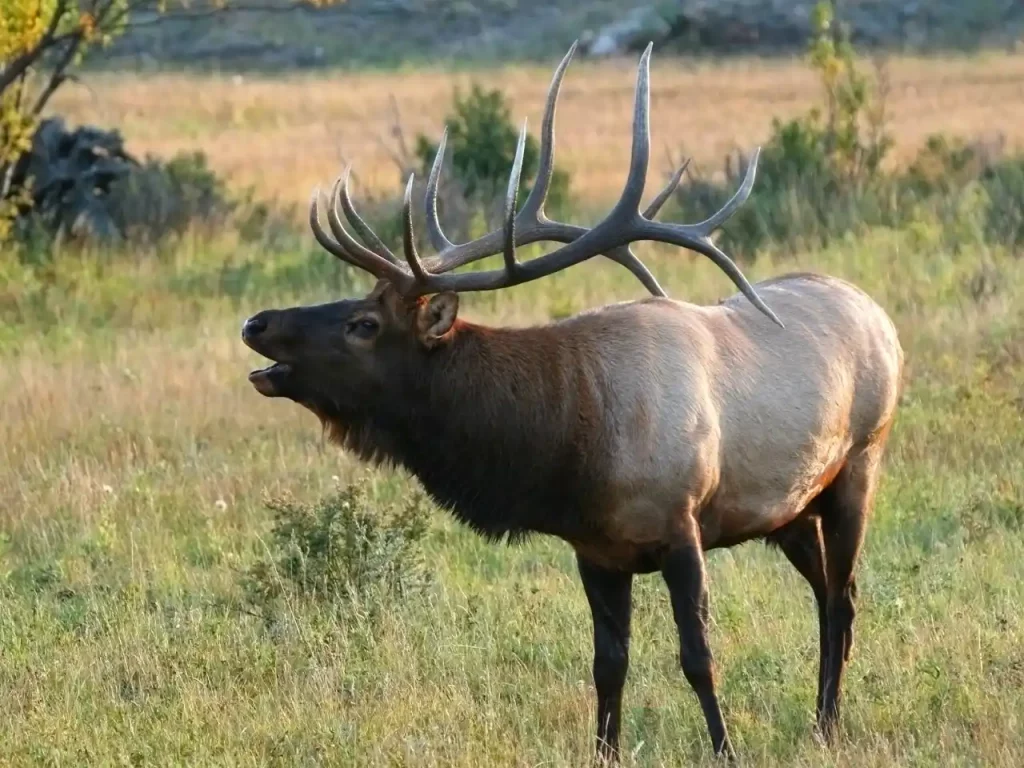 calling wapiti