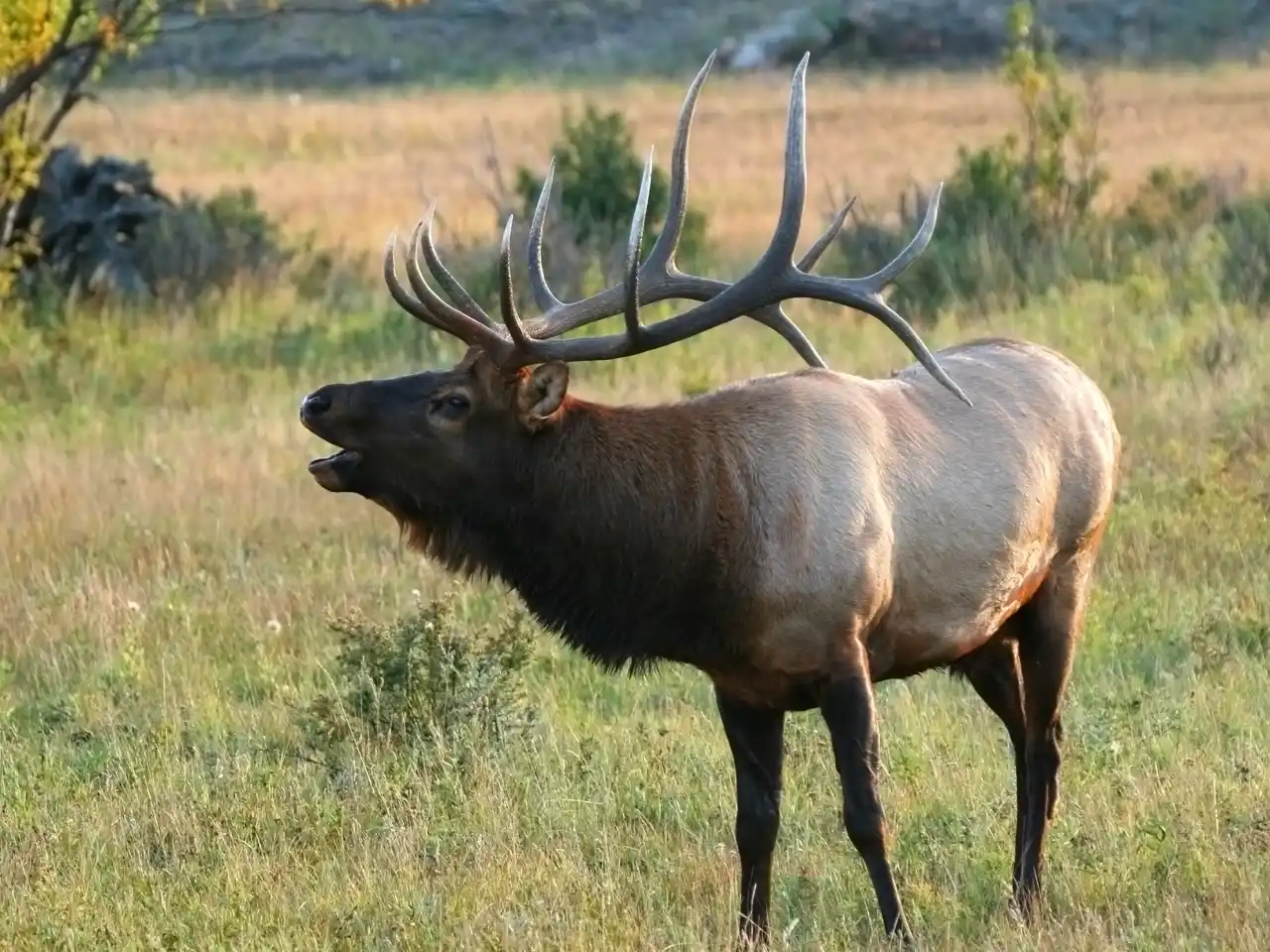calling wapiti