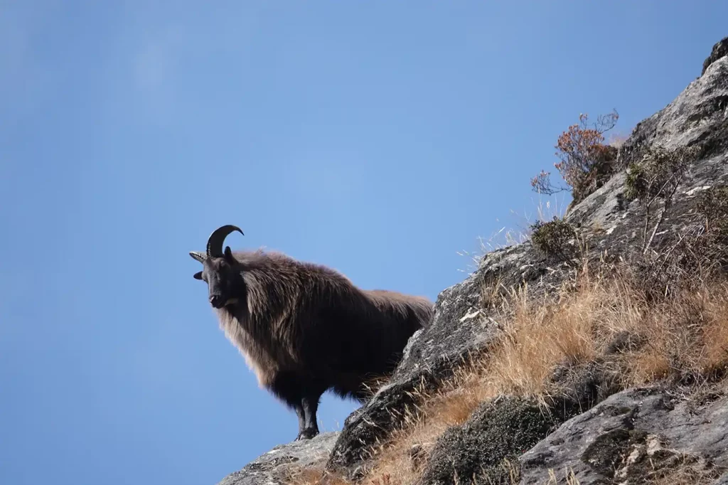 chasse Tahr Nouvelle Zélande