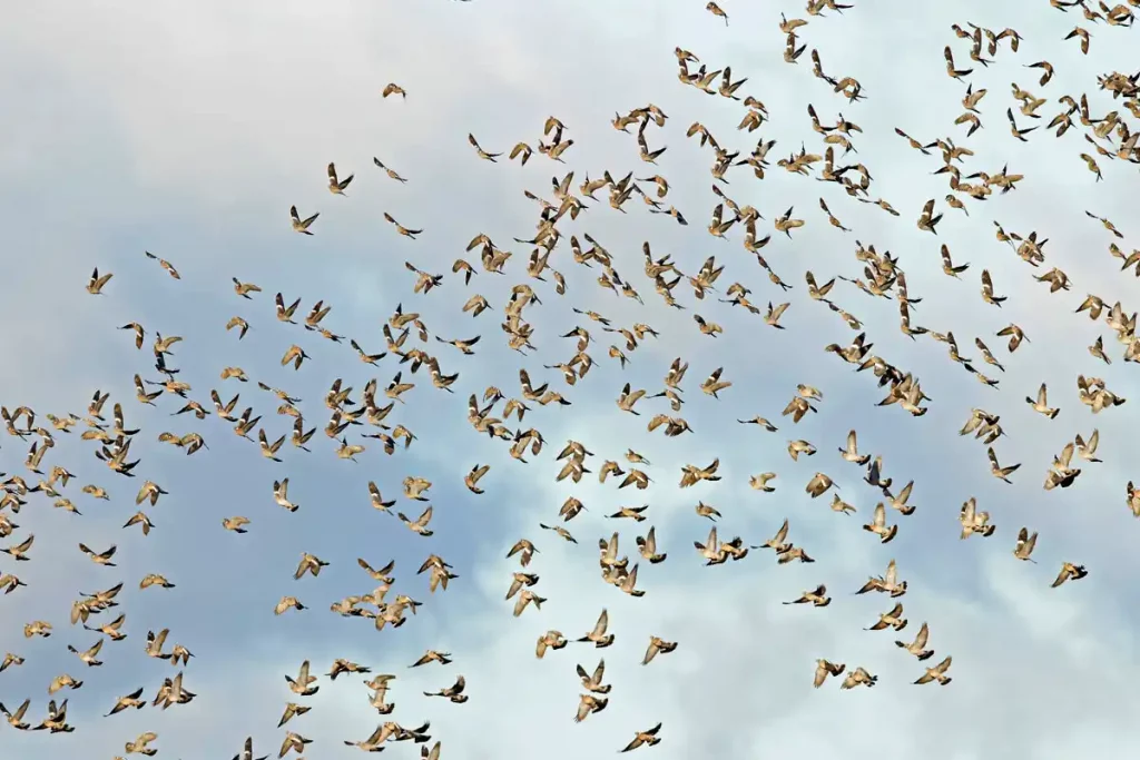 chasse à la palombe ou pigeon ramier