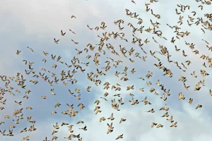 chasse à la palombe ou pigeon ramier