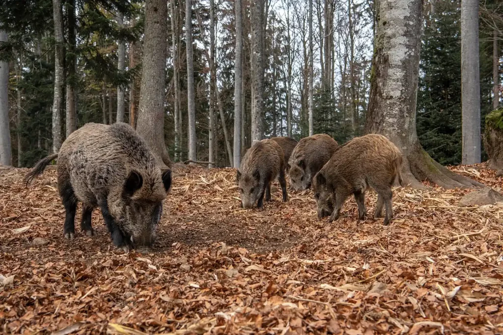 chasse au sanglier printemps