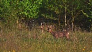 chasse chevreuil stratégies