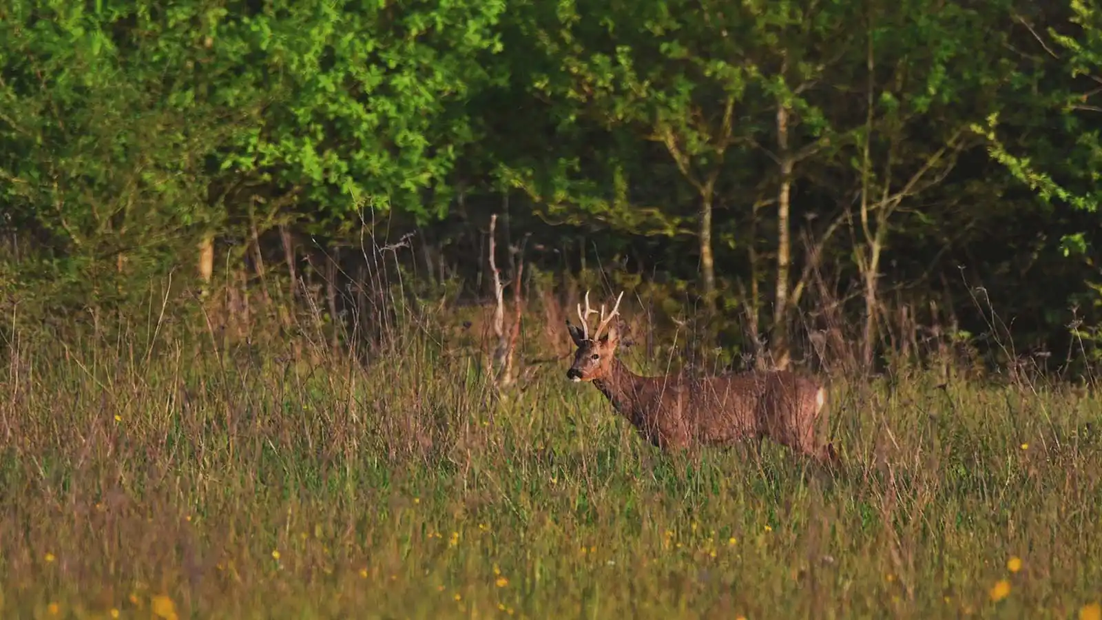 chasse chevreuil stratégies