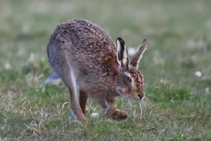 chasse gibier difficile France