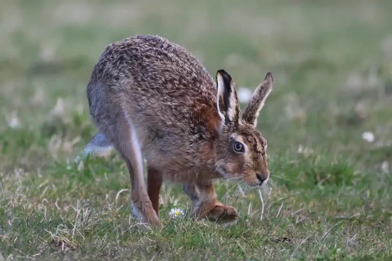 chasse gibier difficile France