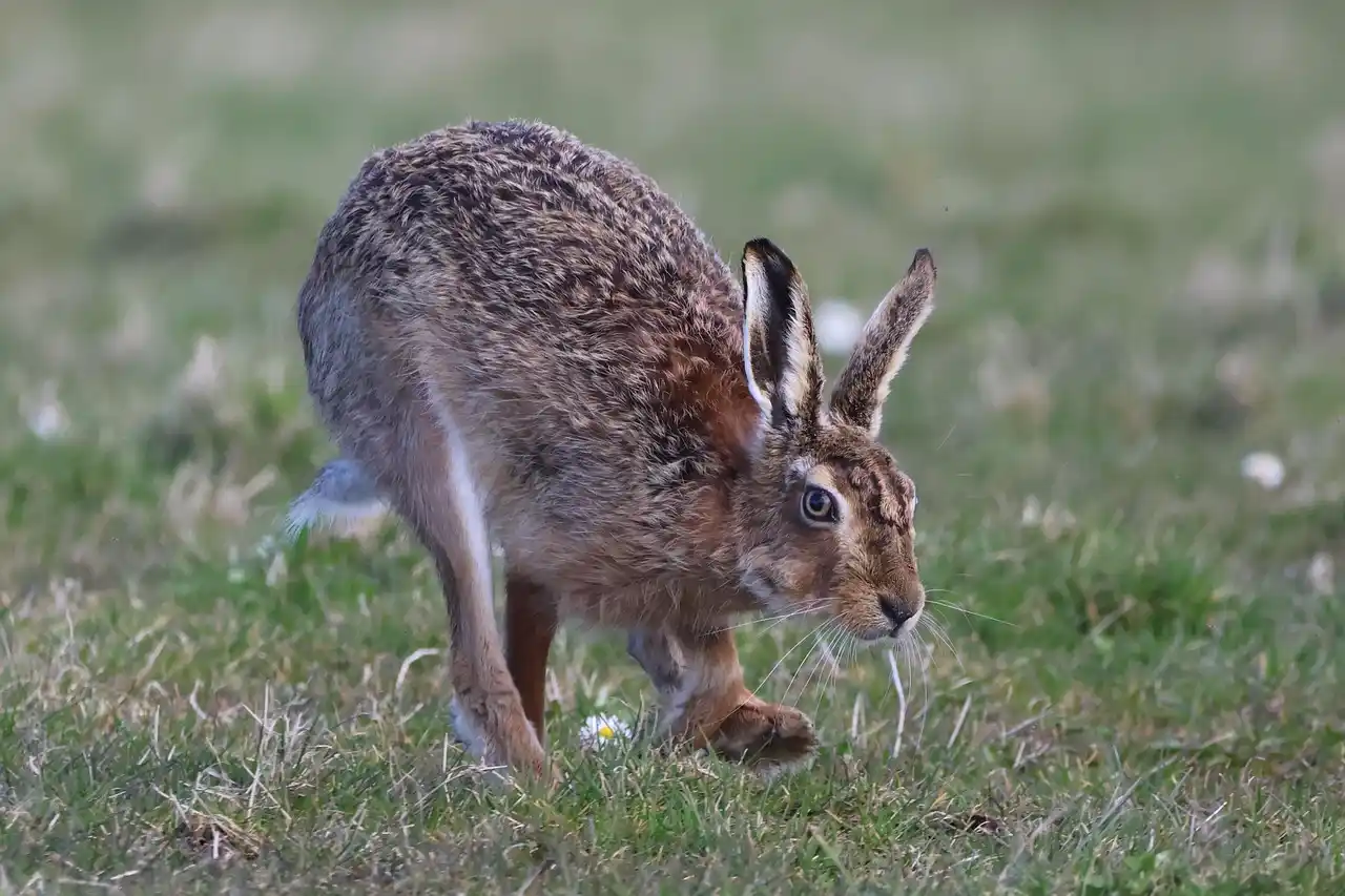chasse gibier difficile France