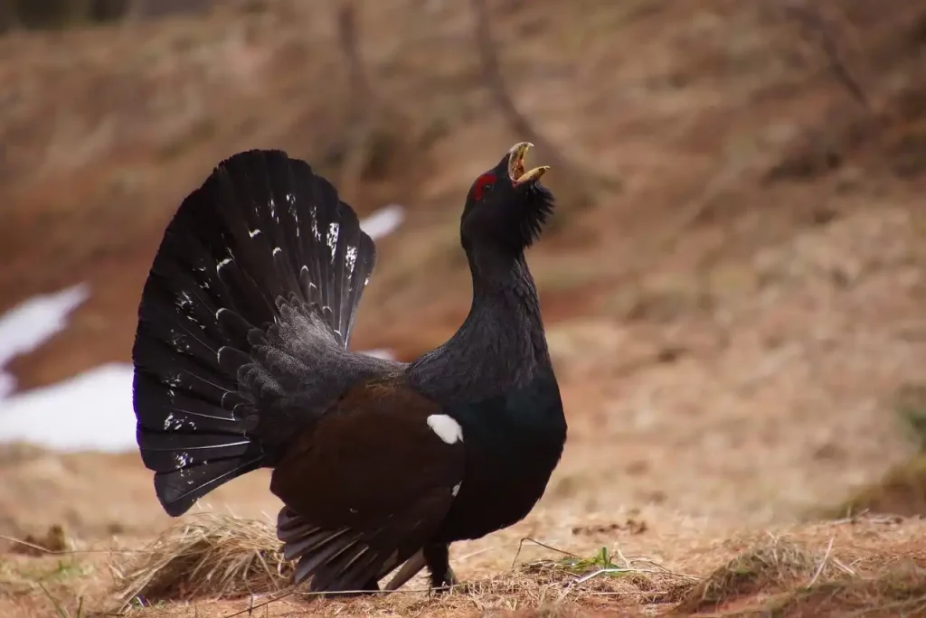 coq de bruyère chasse France