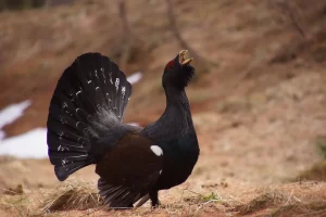 coq de bruyère chasse France