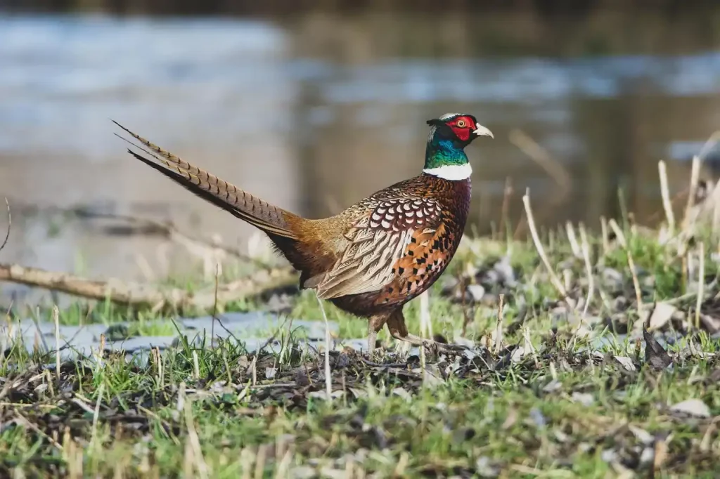 faisan commun en France