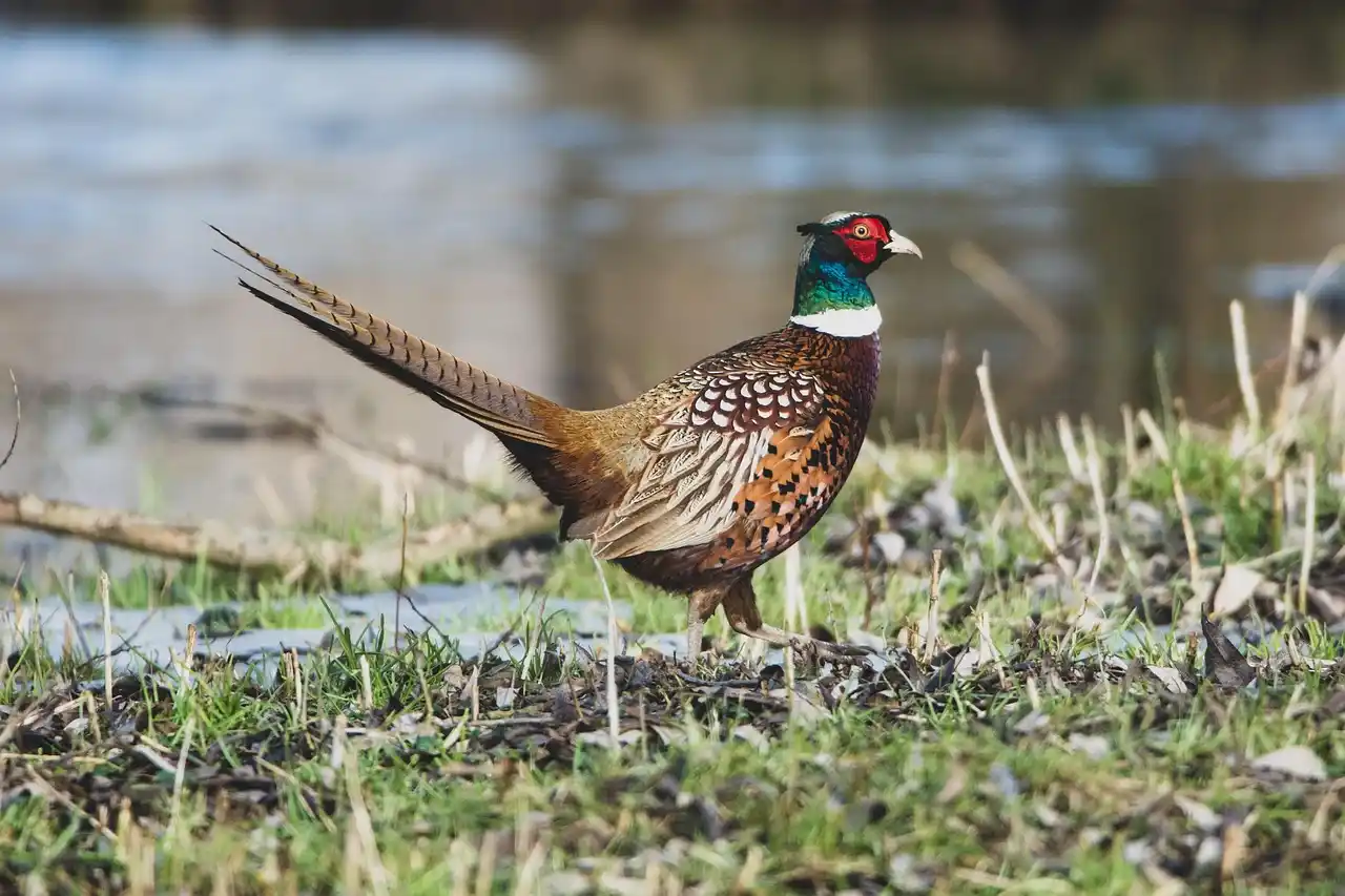 faisan commun en France