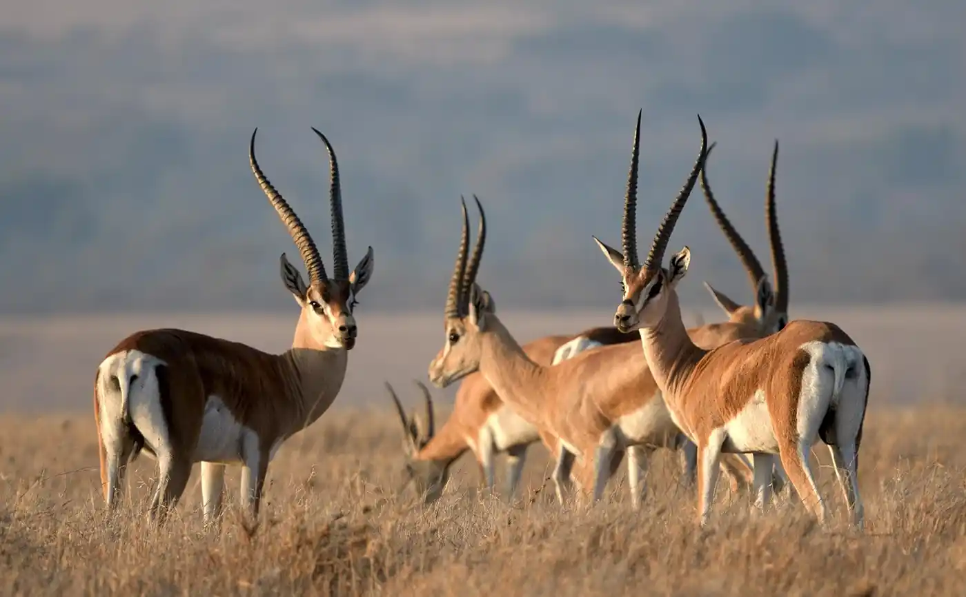 faune sauvage conservation Afrique