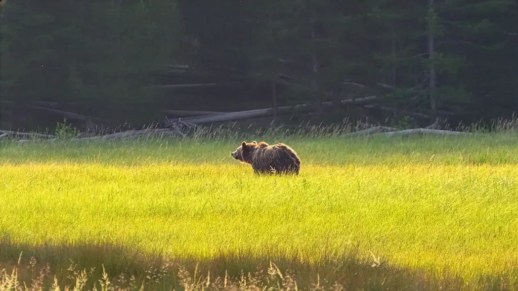 ours grizzly Alaska chasse