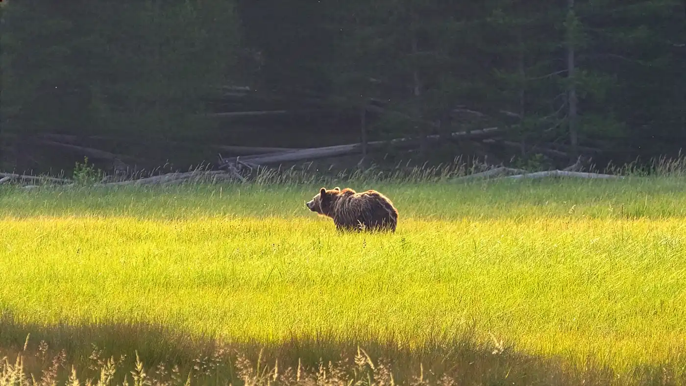 ours grizzly Alaska chasse