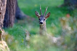 Début juin, c'est l'ouverture de la chasse du brocard en été