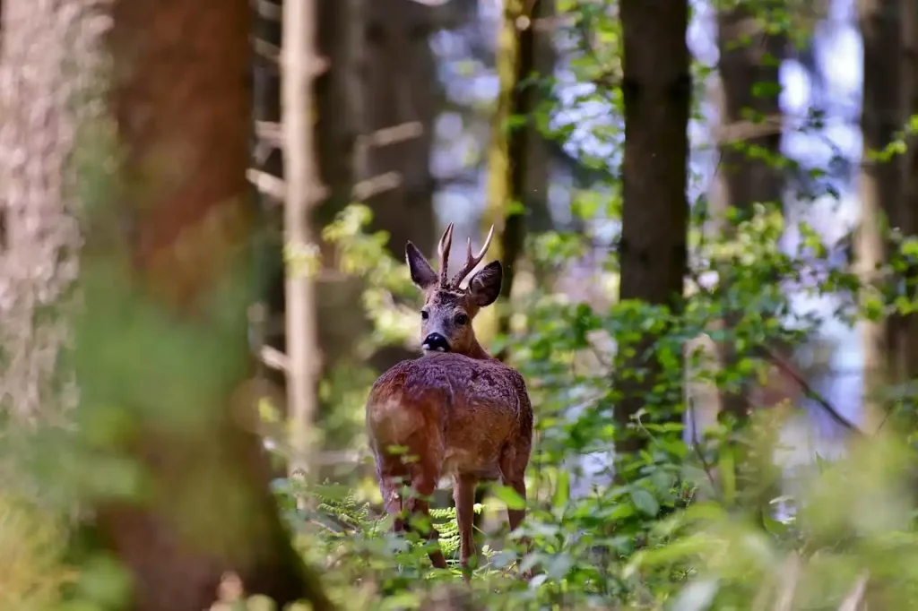 les secrets de la chasse du chevreuil en été