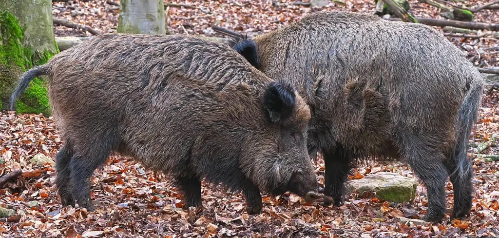 chasse du sanglier en France