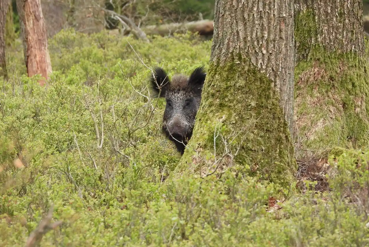 chasse sanglier été approche affût France