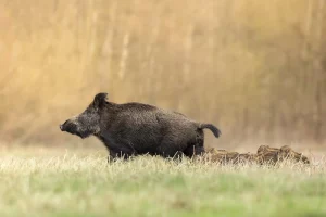 Chasse du sanglier en été et canicule