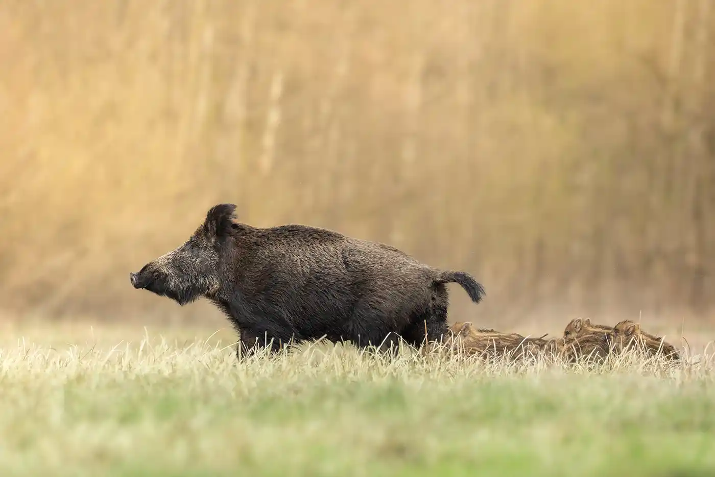 Chasse du sanglier en été et canicule