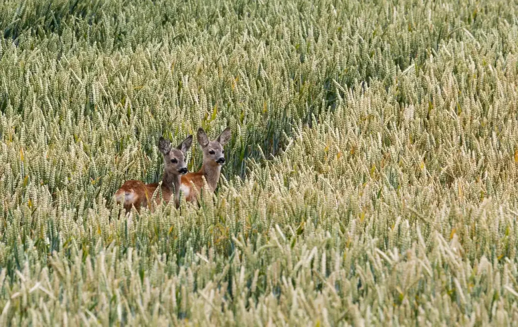 Conséquences de la canicule sur gibier en France