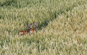 Conséquences de la canicule sur gibier en France