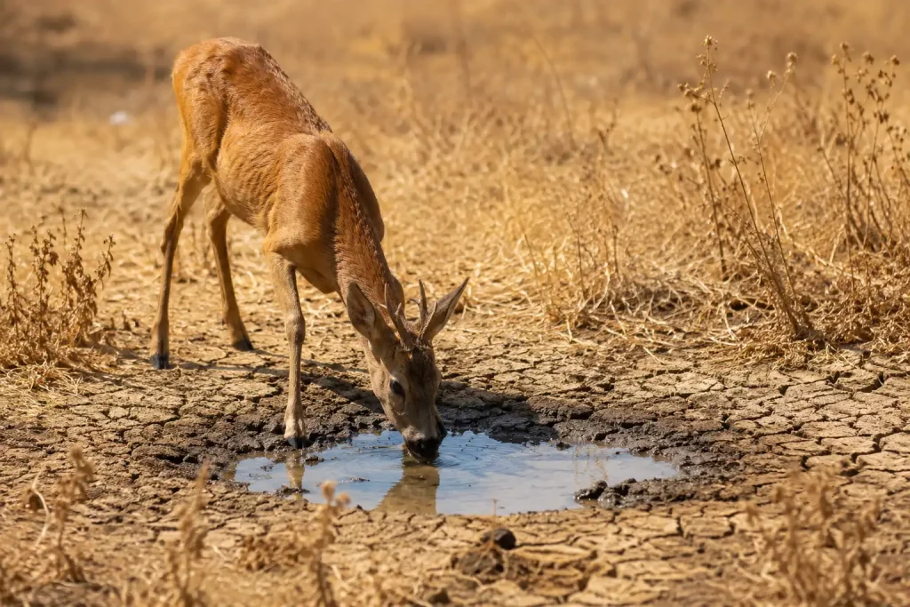 Un chevreuil s'abreuve dans une flaque d'eau au milieu d'une végétation desséchée par la canicule et la sécheresse.